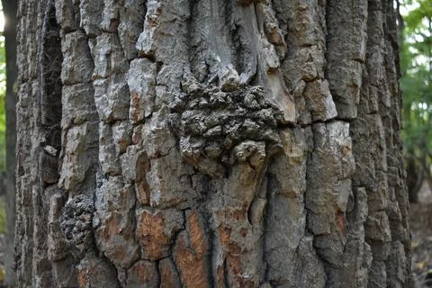 Tree Bark Texture Close Up of Trunk, Taken at Orchard Beach Park, New York Stock Photos