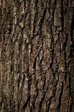 Tree Bark Texture Close Up Vertical Background Stock Photos