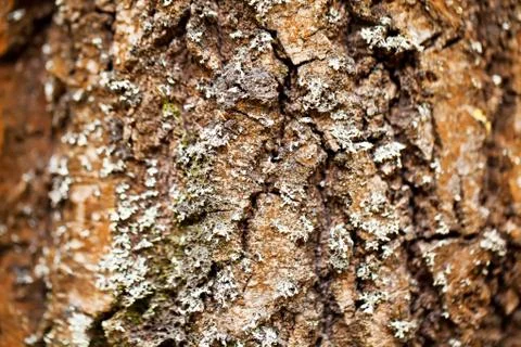 Tree bark texture close view Stock Photos