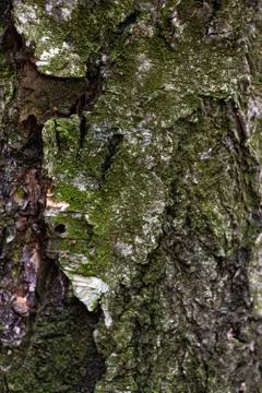 Tree bark texture close up. Wood texture Stock Photos