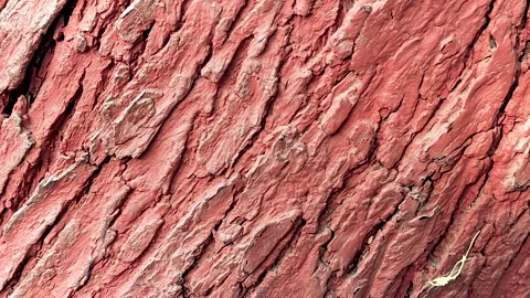 Tree bark texture closeup natural wood pattern background Stock Footage 334483830