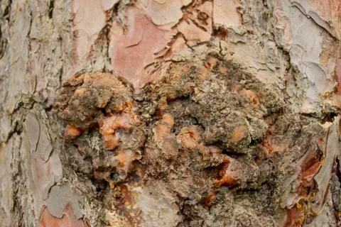 Tree bark texture closeup Stock Photos