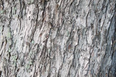 Tree bark texture closeup Stock Photos