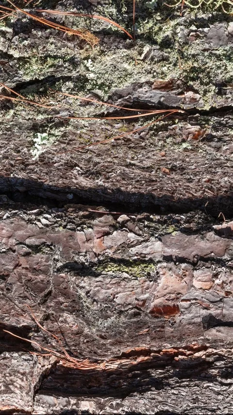 Tree bark texture closeup. Wooden backdrop Stock Footage 341981896