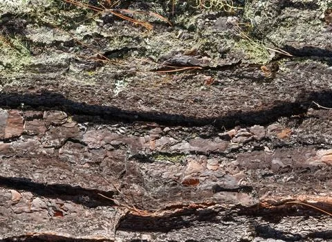 Tree bark texture closeup. Wooden backdrop Stock Photos