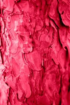 Tree bark texture in the color of the year 2023 viva magenta Stock Photos