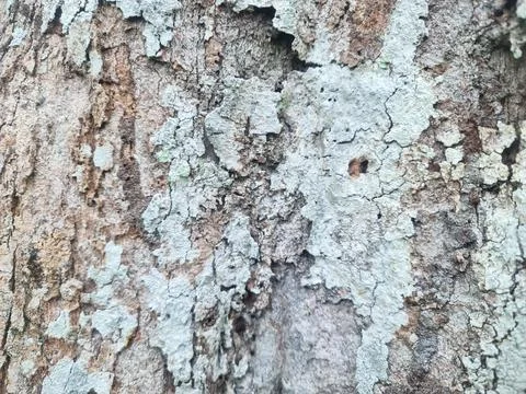 Tree Bark Texture Covered With Natural Lichen Background Pattern 库存照片