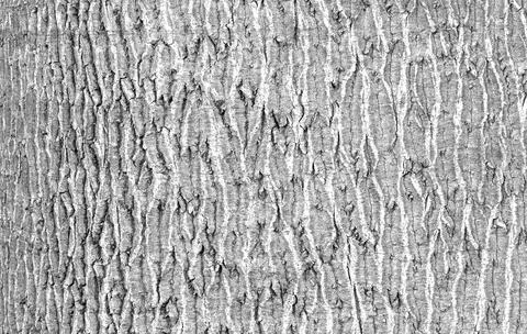 Tree bark texture creating abstract natural pattern 写真素材