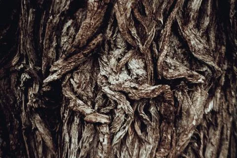 Tree bark texture. Dark brown tree. Chaotic texture. Stock Photos