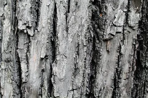 Tree bark texture de focus Foto stock