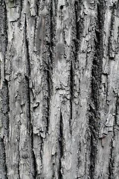 Tree bark texture de focus Stock Photos