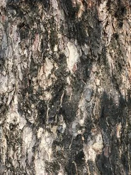 Tree bark texture detail macro photography 스톡 사진