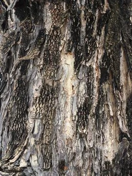 Tree bark texture detail macro photography Stock Photos