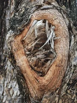 Tree bark texture detail macro photography Stock Photos