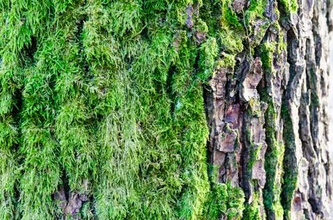 Tree bark texture with detail of moss and lichen on wooden fence Stock Photos