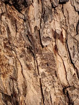 Tree Bark Texture detailed close-up for nature background. Foto stock
