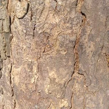 Tree bark texture during the day Foto stock
