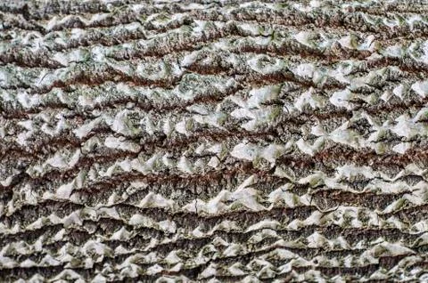 Tree bark texture on firewood. Stock Photos