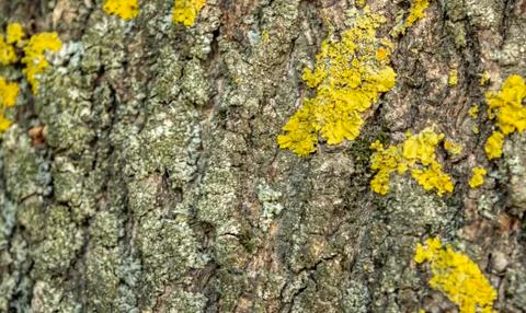 Tree bark texture with flexible close up Stock Photos