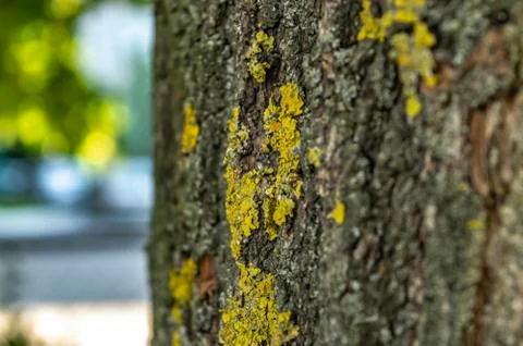 Tree bark texture with flexible close up Foto stock