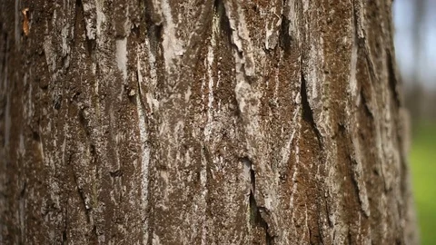 Tree bark texture Stock Footage 75046885