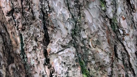 Tree bark, texture Stock Footage 77863079