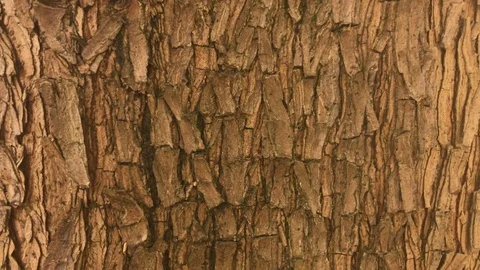 Tree Bark Texture Stock Footage 82347530