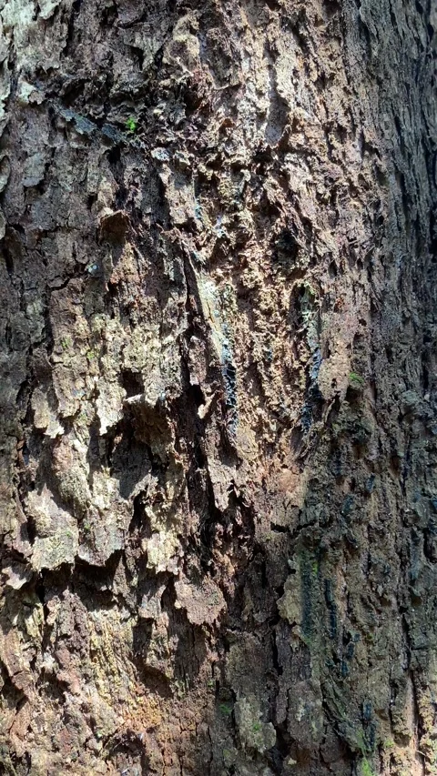 Tree bark texture Stock Footage 330575717