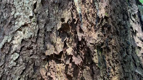Tree bark texture Stock Footage 330575727