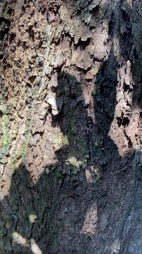 Tree bark texture Stock Footage 330575747