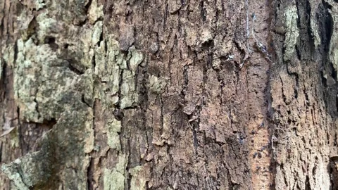 Tree bark texture Stock Footage 330575792