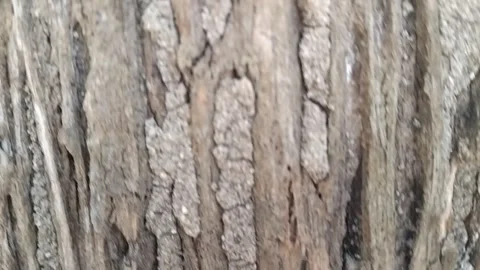 Tree Bark Texture Stock Footage 339314797