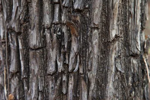 Tree bark texture in forest of indian  Stock Photos