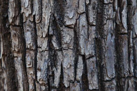 Tree bark texture in forest of indian  Stock Photos