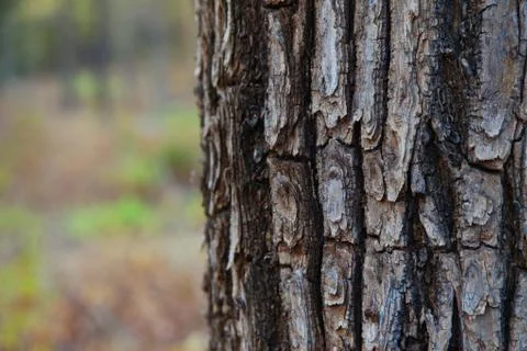 Tree bark texture in forest of indian  Stock Photos
