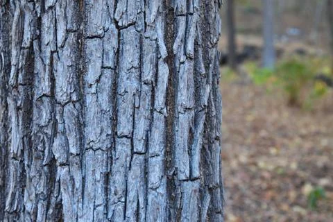 Tree bark texture in forest of indian  写真素材