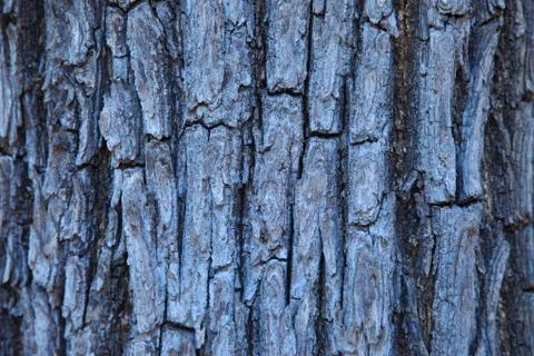 Tree bark texture in forest of indian  Stock Photos