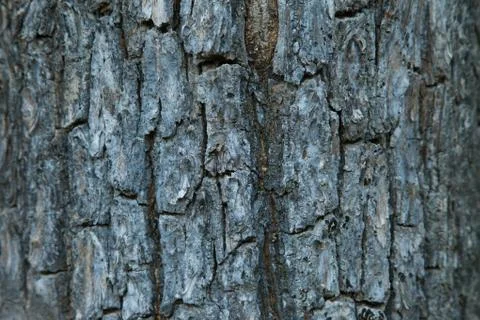 Tree bark texture in forest of indian  Stock Photos