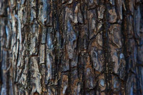 Tree bark texture in forest of indian  Stock Photos
