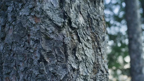 Tree bark texture forest nature close up Stock Footage 345621132
