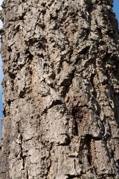 Tree bark texture forest nature photography outdoor environment close-up view Stock Photos