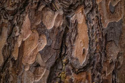 Tree bark texture in the forest Foto stock