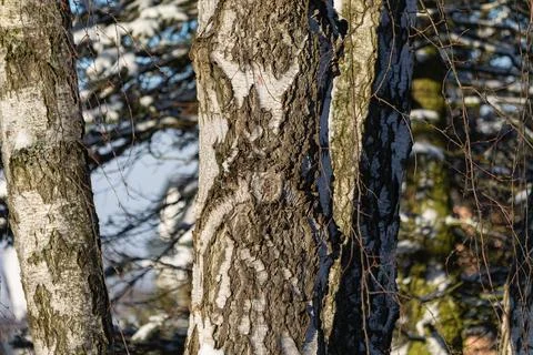 Tree bark texture in a forest Stock Photos