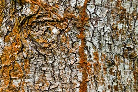 Tree bark texture full of colors Stock Photos