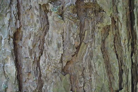Tree bark texture, full frame. Macro photography. Foto stock