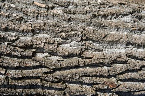 Tree bark texture. gray tree bark with a rough texture. Stock Photos