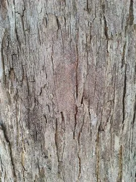 Tree bark texture in grayish color Stock Photos