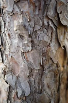Tree bark texture. great background for design Stock Photos