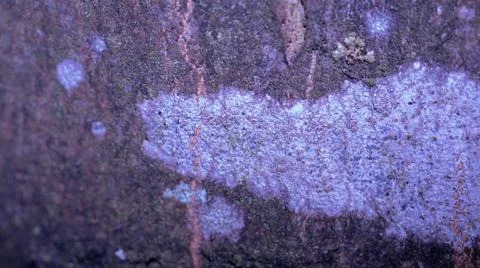 The tree bark texture with green and white moss was shot in neon light Stock Photos