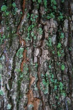 Tree Bark Texture with Green Lichen Natural Pattern Stock Photos